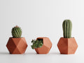 Catus Planters Set - 3D Printed Planters