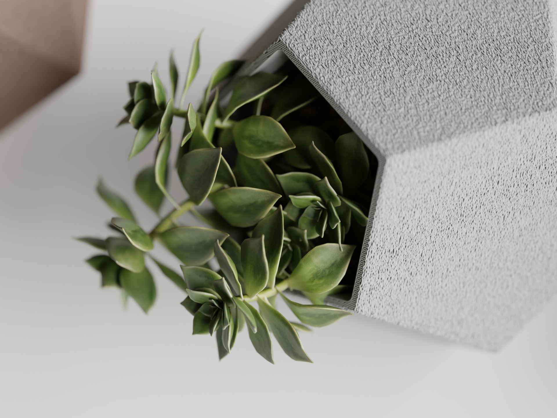 Catus Planters Set - 3D Printed Planters